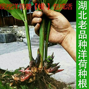 洋荷种根阳荷苗羊火茗荷阳藿姜莲花姜种子种苗