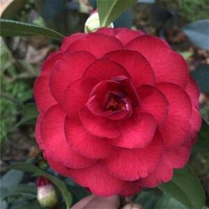 哈罗德山茶花盆栽包活对版花苞桂平茶花一对w一选苗阳台带