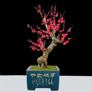 【花卉盆景造型原生】花卉盆景造型原生品牌,价格 - 阿里巴巴
