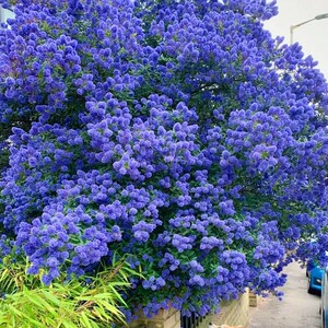 红豆园艺美洲茶盆栽蓝色树棒棒糖乔木进口植物四季庭院花卉大苗