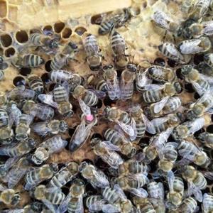 东北黑蜂群高产意蜂处女王生产王 产卵王 新蜂王 包杂交纯种蜂王