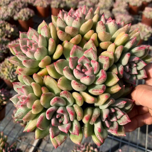 22璀璨绚丽多肉植物老桩黄金色白底糖心稀有多肉大群生巨d大萌肉