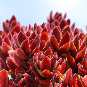 【多肉焰芒】多肉焰芒品牌,价格 - 阿里巴巴