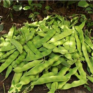 紫花东北油豆角种籽一点红油豆春季蔬菜孑大宽四季架芸豆种子高产