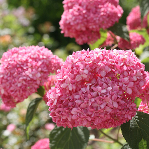 木热门香草安娜玫瑰小灯粉色草莓盆栽贝拉欧洲石灰绣球苗