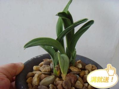 皮盆圆兰罕见高档s超兰花墨矮种香每【粗】头矮种龙珍珠350元