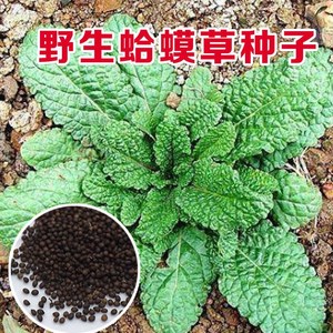 蛤蟆草种子草种籽可晒干泡茶对咳嗽蟾蜍草种籽野菜药膳蔬菜种