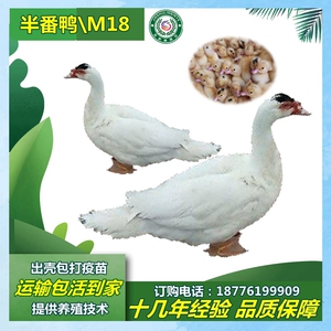 回忆2412298442淘宝akk  a3 a4主机 128纽扣电子电池 hsy梦之音m11