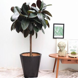 橡皮树黑金刚老桩