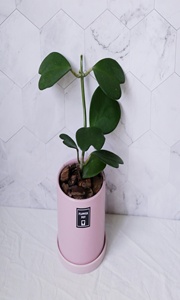 800人付款淘宝球兰花苗盆栽当年开花室内吊兰植物垂吊客厅心叶球兰整