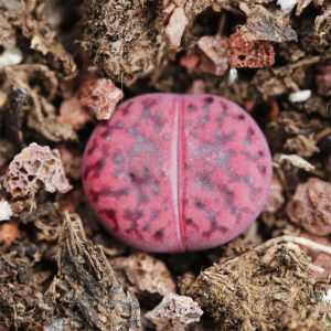 女娲石园艺 c393a紫柘榴玉 编号生石花c 紫色屁股 多肉植物【2月1