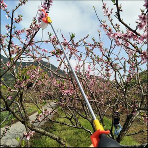 授粉器石松手动梨花猕猴桃染s色花粉桃树果树