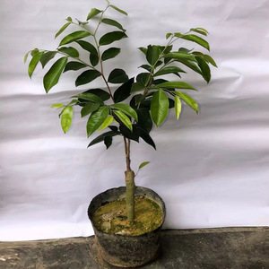 正宗白奇楠沉香树苗母树芽接一代白奇楠嫁接苗绿植盆栽苗带土发货