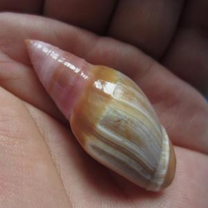 2021乳6头弹头螺 47.5mm 大尺寸!