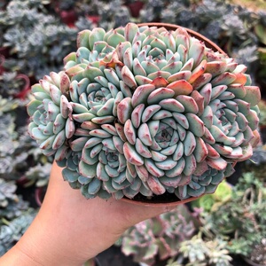 叶小琪多肉馆云南多肉粉姬莲多肉老桩一物一拍办公桌.