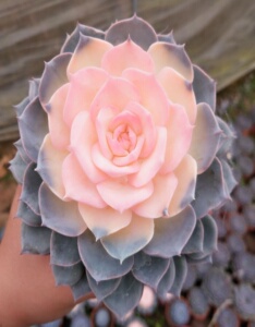 510人付款淘宝22x蓝石莲药锦多肉植物缀化皮氏蓝石莲