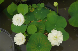 22【小碧玉】周劲松?小盆栽荷u花微型莲花非成品碗莲种藕苗直播a.