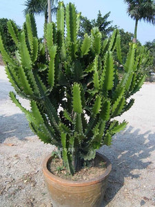 【七星剑植物】七星剑植物品牌,价格 - 阿里巴巴