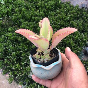 落地生根盆栽落地生根不死鸟盆栽绿植蕾丝公主阔叶不死鸟多肉植物