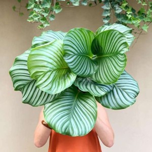 白色恋人天使猫眼植物室内花竹芋植物银羽花盆西非小仙女七彩盆栽