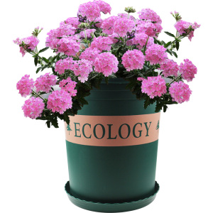 樱苗盆栽不带花美女婴花苗室内四季种花卉小植物易活春季幼苗0人付款