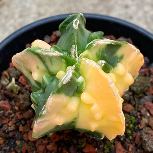 承萱花卉琉璃银砂核桃鸾凤玉锦实生d仙人球一物一拍办公桌阳台盆