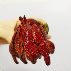 网红陆地蟹寄居网活懒活体水族蟹a红小宠小型好养物人宠物淡水包