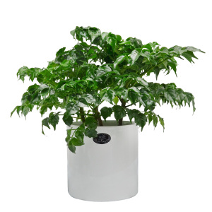 小福贵幸福树吸甲醛绿植室内办b公室桌面小盆栽客厅四季观叶植物