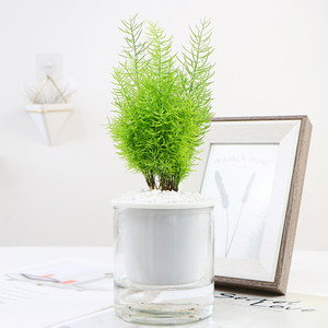 绒松盆栽室内办公室四季长青净化空气办公桌绿植植物盆景包邮0人付款