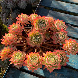 多肉植物三色堇大群整老桩多头悬崖手捧花一物一拍景天组合新品