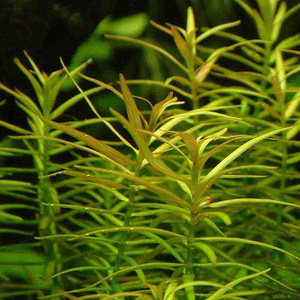 i水草十字牛顿捆鱼缸p水草宫廷草中景水下造景水草水族箱造景2022