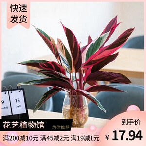 凤凰羽水培植物室内绿植彩虹羽花卉盆栽富贵竹芋好养客厅桌面四季