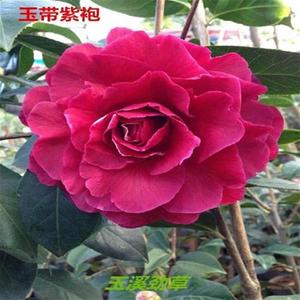 玉带紫袍