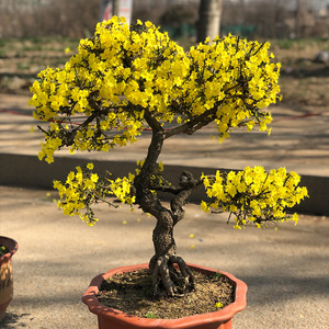 迎春花盆景老桩四季