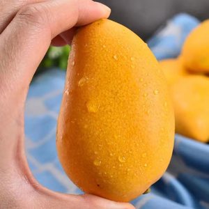 小香芒海南