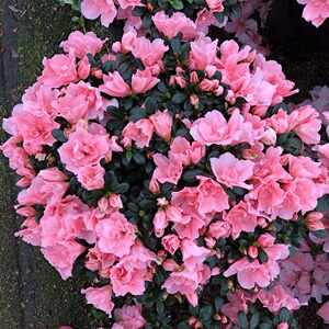 小桃红杜鹃花比利时西洋杜鹃四季开花室内庭院花卉绿植盆栽包.