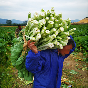 广东增城迟菜心超大颗新鲜蔬菜嫩正宗小楼菜心现摘现发10斤装包邮