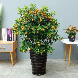小金桔树盆栽招财客厅桔子树盆景树苗金橘带果金橘子树小橘子树