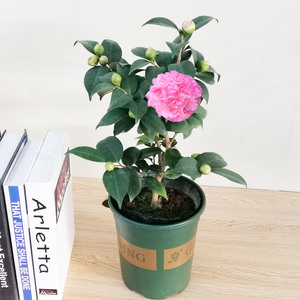 烈香茶花山茶花盆栽香味浓香型千里香青阳台绿植花卉树苗带花苞