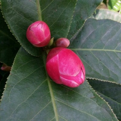 茶花盆栽越南海棠四季红抱茎茶花带花苞阳台植物庭院客厅绿植花.