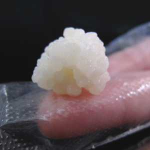 y22kefir 开菲尔菌种奶克菲尔 不同西藏雪莲菌藏灵菇 酸奶菌常温