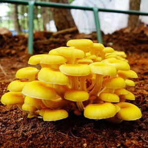 食用菌种菌包农产品-淘宝拼多多热销食用菌种菌包农产