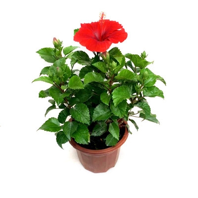 扶桑花盆栽大红