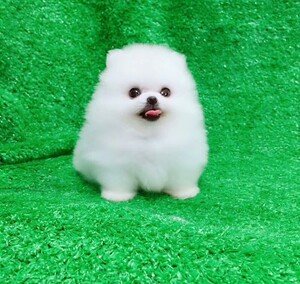 博美幼犬小狗狗茶杯犬宠物纯种泰迪俊介犬真狗活幼体小型杯子袖珍