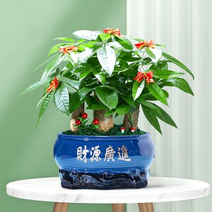 发财树盆栽树桩招财室内大型绿植开业送礼前台大号金钱树四季常青