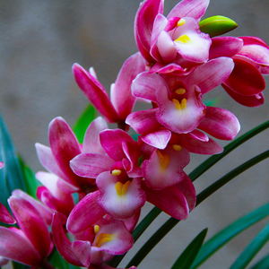 【夜香兰花苗】夜香兰花苗品牌,价格 - 阿里巴巴