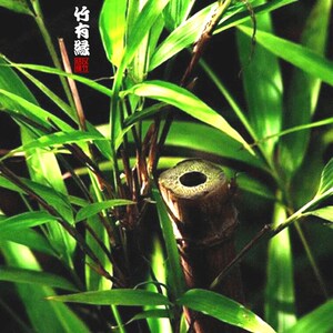 200人付款淘宝方竹苗竹子君四方形竹子苗室内绿植e适