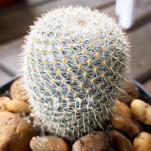 实生仙人球希望丸稀有硬刺开花好养仙人掌多肉办公防辐射小盆栽
