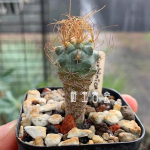 长城丸实生仙人球 稀有粉花娇丽属小型仙人球 好养活美观小盆栽