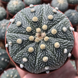 星兜超兜实生仙人球小苗西瓜球仙人掌类多肉植物室内开花趣味盆栽